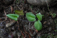 Mickelopteris cordata