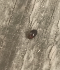 Phalacridae