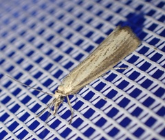 Agriphila straminella