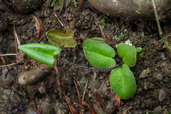 Mickelopteris cordata