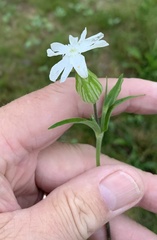 Silene latifolia alba