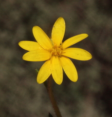 Osteospermum monstrosum