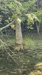 Carex decomposita