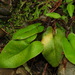 Mickelopteris cordata - Photo (c) Chen Shu,  זכויות יוצרים חלקיות (CC BY-NC), הועלה על ידי Chen Shu