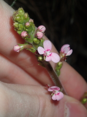 Stylidium elongatum