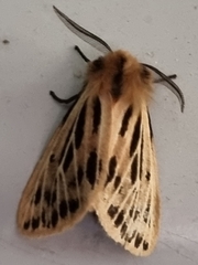 Ardices curvata