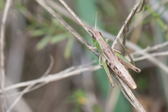 Pseudochorthippus parallelus