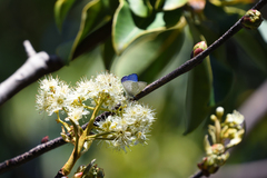 Eirmocides absimilis
