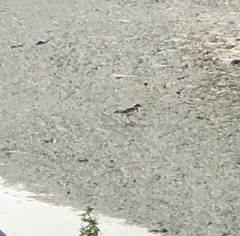 Elseyornis melanops