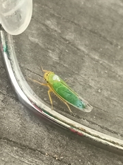 Cicadella viridis