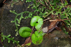 Mickelopteris cordata