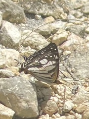 Cyrestis maenalis
