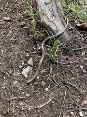 Anguis fragilis