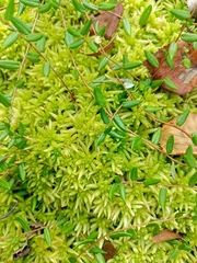 Sphagnum palustre