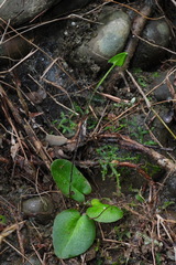 Mickelopteris cordata