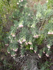 Lobostemon belliformis
