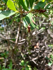 Gonocerus insidiator