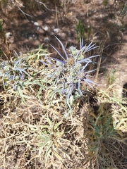 Eryngium amethystinum