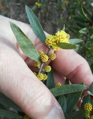 Phyllodineae