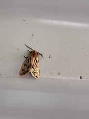 Ardices curvata