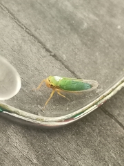 Cicadella viridis