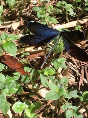 Matrona cyanoptera