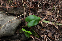 Mickelopteris cordata