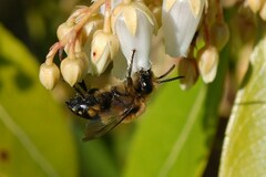 Melecta albifrons
