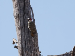 Campethera bennettii