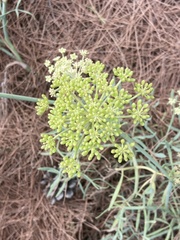 Crithmum maritimum