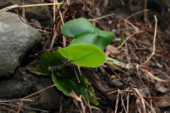 Mickelopteris cordata