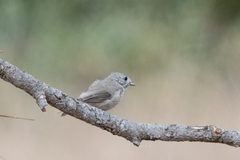 Baeolophus inornatus