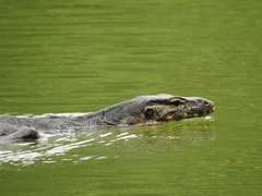 Varanus salvator macromaculatus