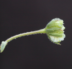 Osteospermum monstrosum