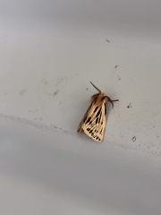 Ardices curvata
