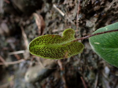 Mickelopteris cordata