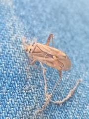 Adelphocoris quadripunctatus