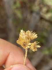 Helichrysum stoechas