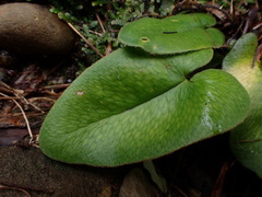 Mickelopteris cordata