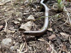 Anguis fragilis