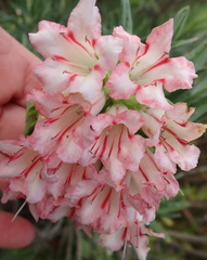 Lobostemon belliformis