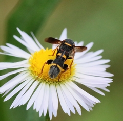 Leucospis affinis
