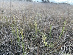 Stackhousia subterranea