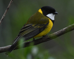 Pachycephala fuliginosa