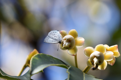 Eirmocides absimilis