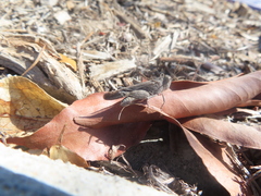 Lactista gibbosus