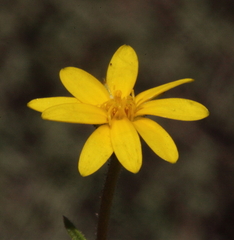 Osteospermum monstrosum