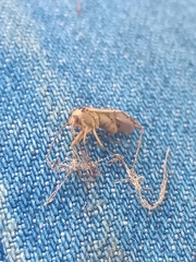 Adelphocoris quadripunctatus