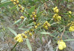 Phyllodineae