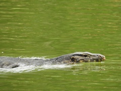 Varanus salvator macromaculatus